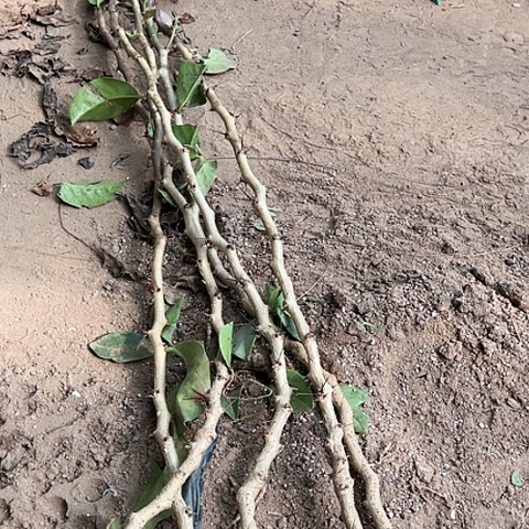 1米直杆叶仙五颗一份