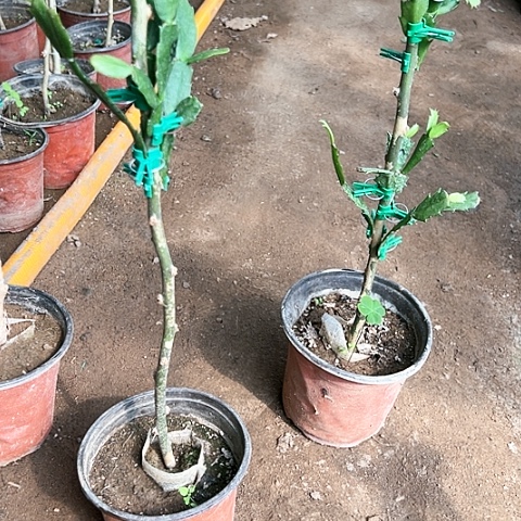 叶仙嫁接一层四个点红色索菲亚