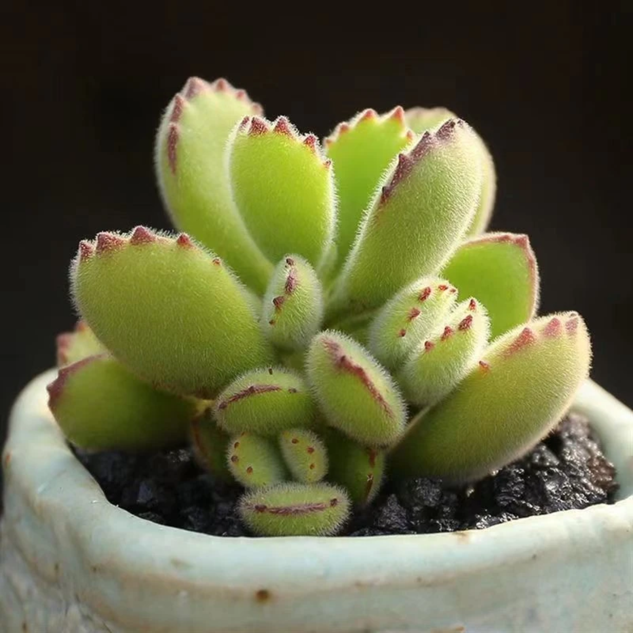 【百丽多肉】熊童子   带盆带土整桩多肉植物批发一单包邮拍一发二