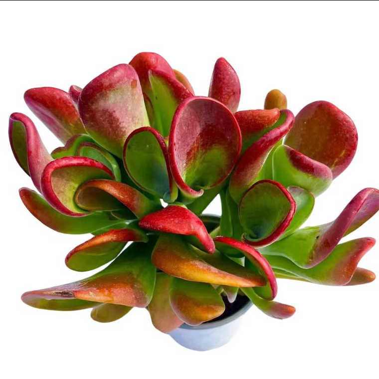 【百丽多肉】火狐狸   整桩多肉植物批发一单包邮大福利品