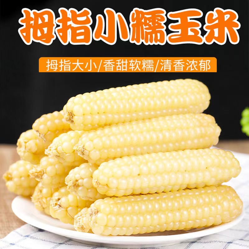 【到手1斤】 优选 西双版纳拇指玉米营养代餐减脂轻食500g*整箱批发