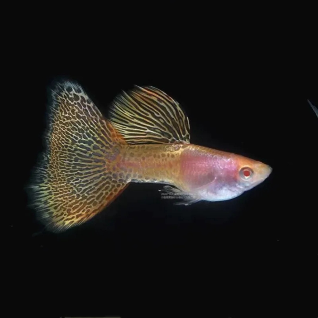 孔雀鱼金属黄蕾丝活体观赏鱼热带鱼纯种精品种鱼鱼孕大背台系