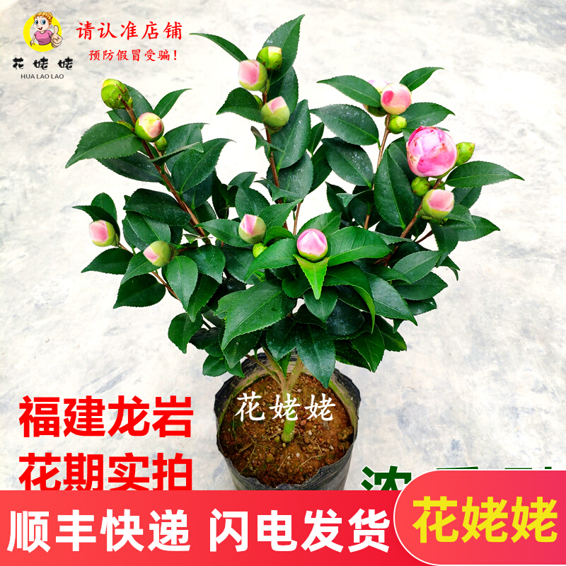 香妃茶花盆栽浓香型山茶花树苗室内庭院花卉好养大棵四季桂花促销