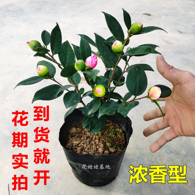 香妃茶花盆栽浓香型山茶花烈香室内庭院阳台客厅花卉好养基地促销