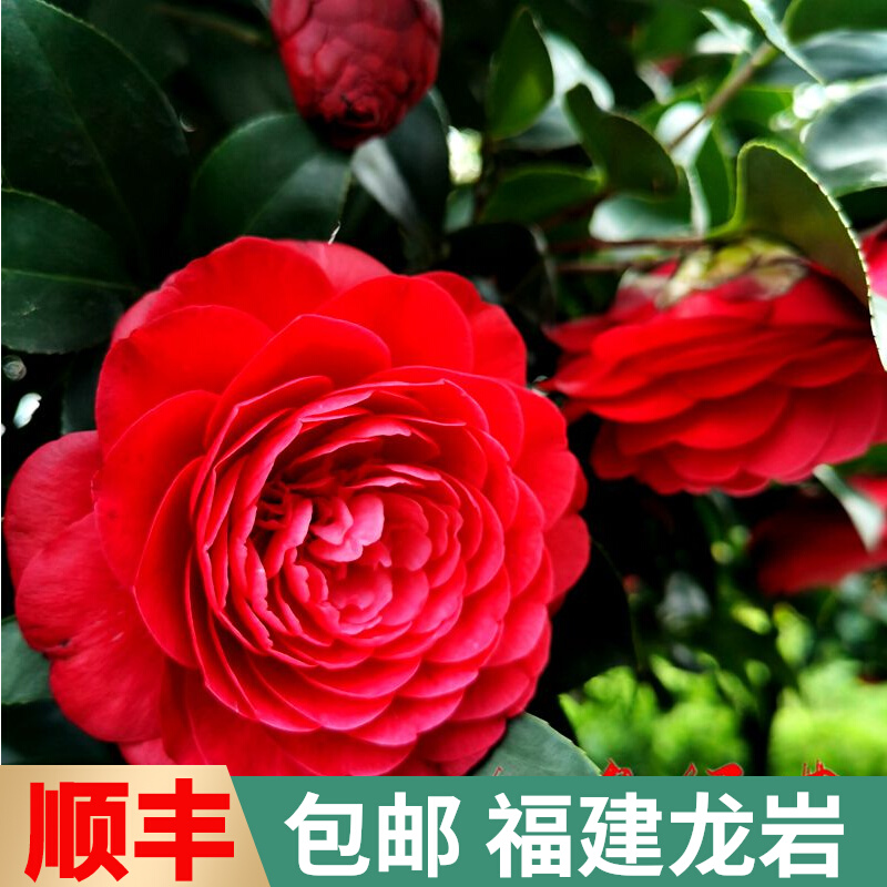 红色赤丹茶花苗盆栽带花苞室内植物四季绿植庭院阳台花卉当年开花