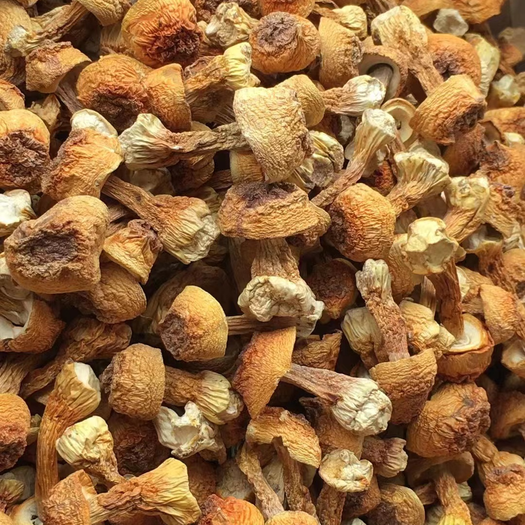 【建华推荐款】新优质巴西菇姬松茸500g1包包邮