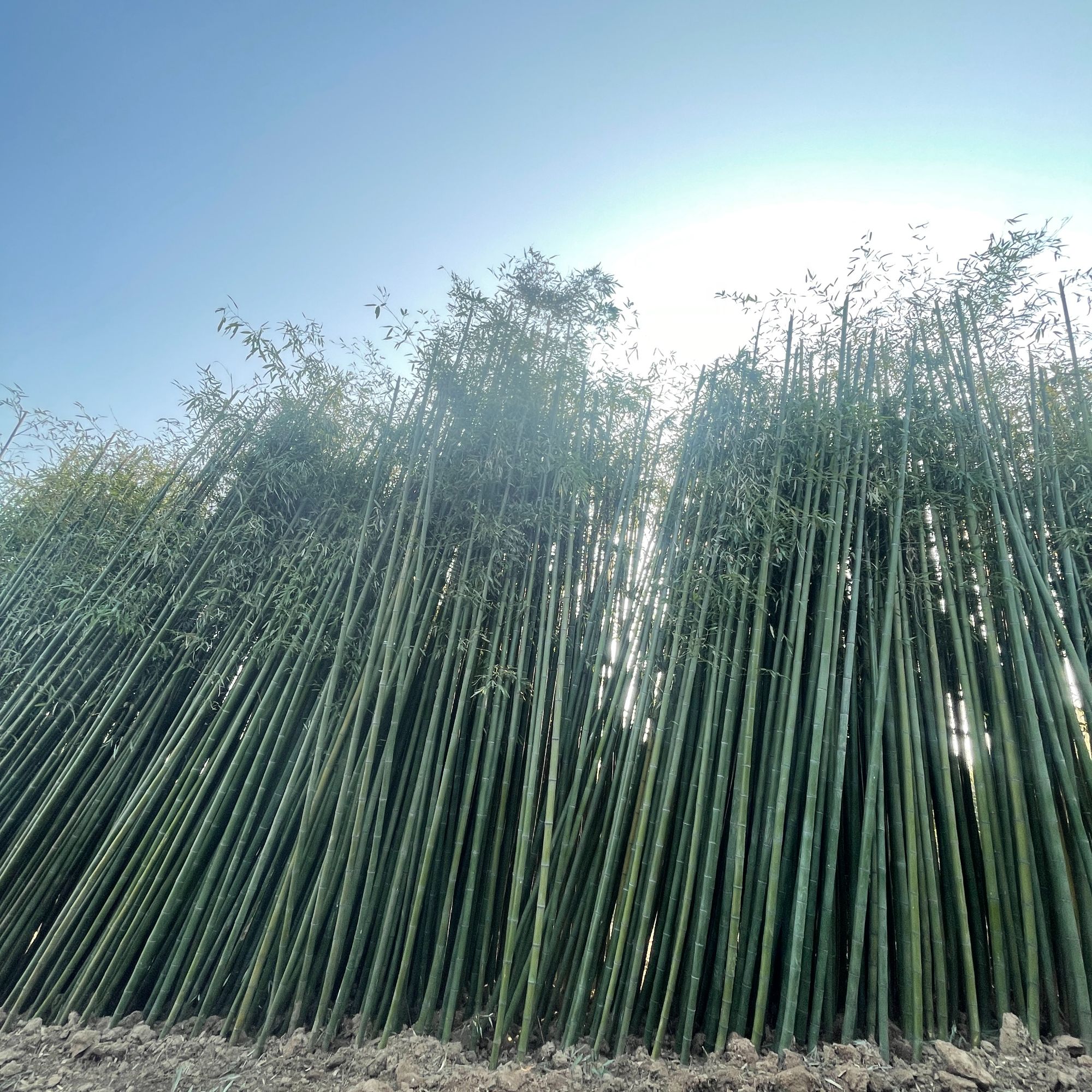 毛竹楠竹大青竹苗粗竹子地栽北方户外耐寒竹苗四季常青绿化栽种