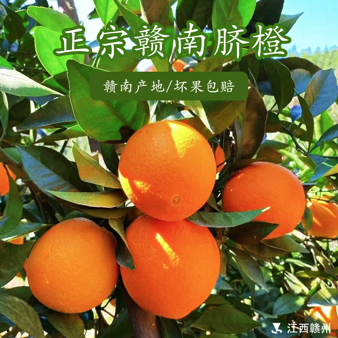 现摘江西赣南脐橙新鲜橙子单季水果整箱赣州产地直发手剥甜橙