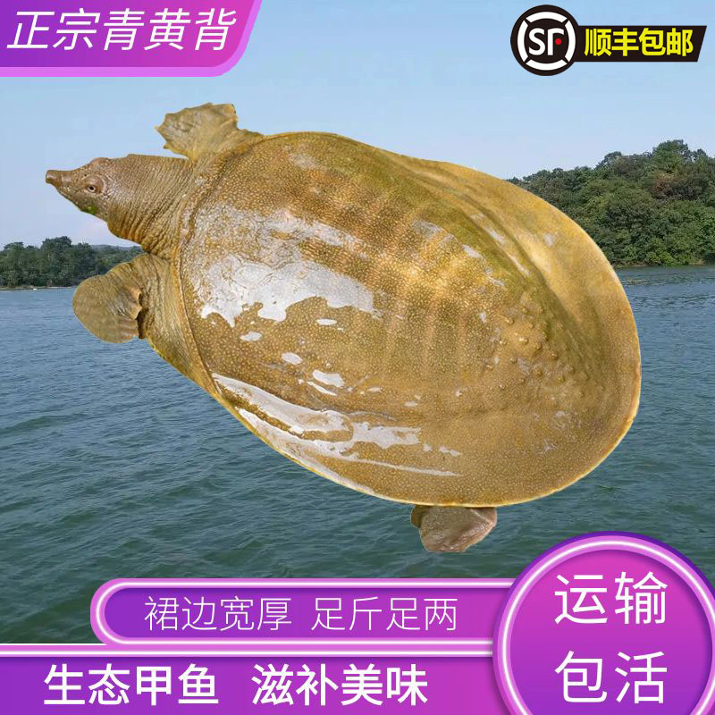 正宗外塘生态放养青黄背鲜活大甲鱼水鱼王八食用死亡包赔顺丰包邮