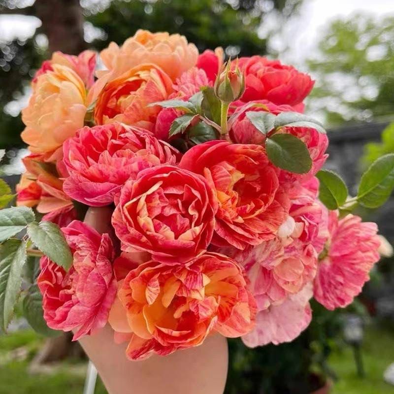 【果汁飞溅独棵】阳台庭院好养护抗病性强花卉绿植月季盆栽