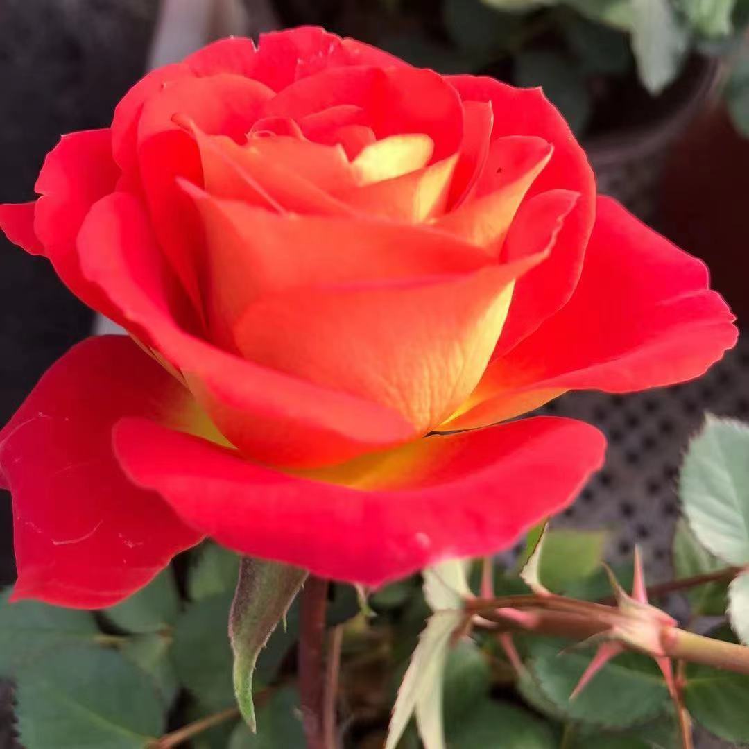 【二乔双鱼座】红黄复色阳台庭院抗病性强好养护花卉绿植月季盆栽