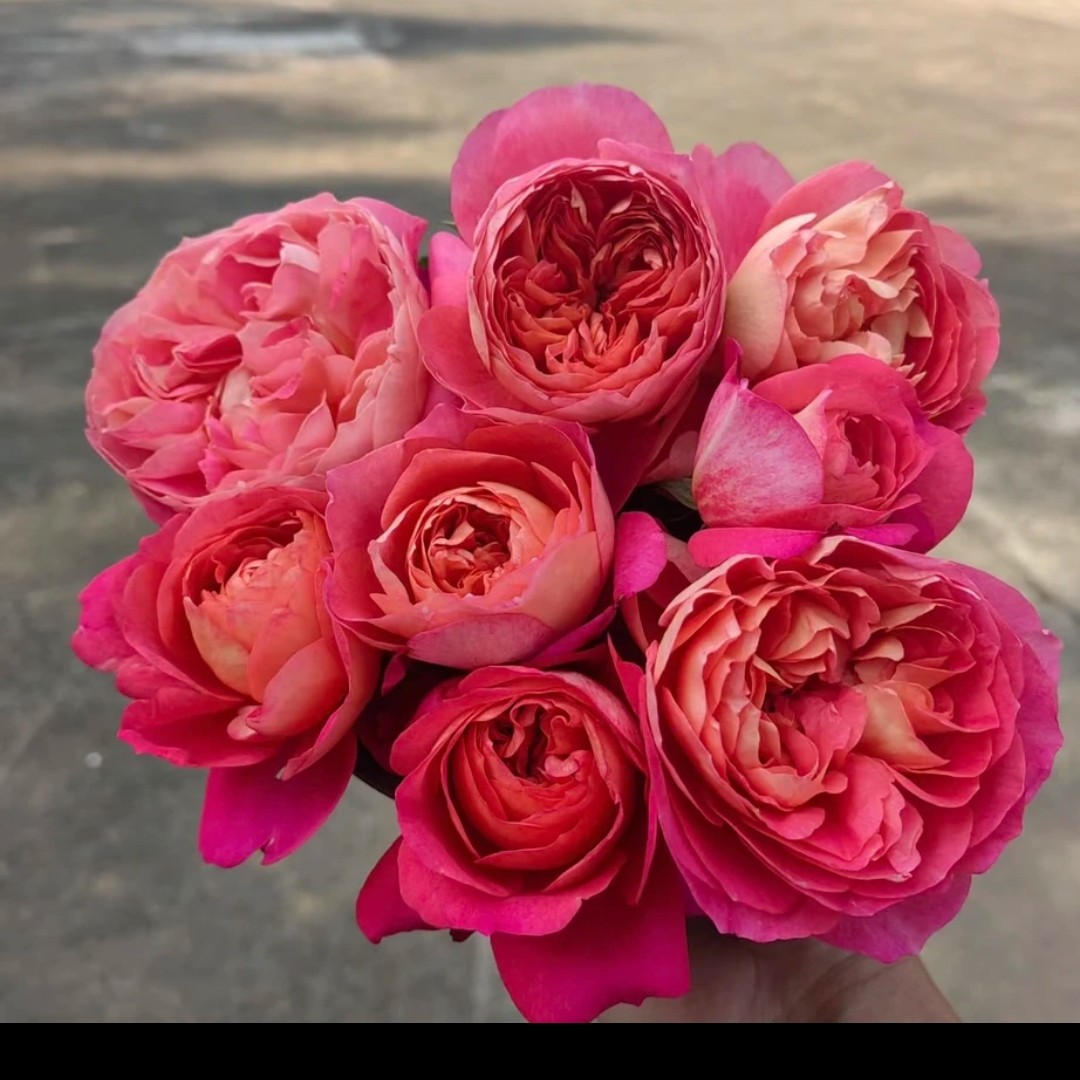 【果汁美人】阳台花园楼顶好养护抗病性强花卉绿植月季盆栽