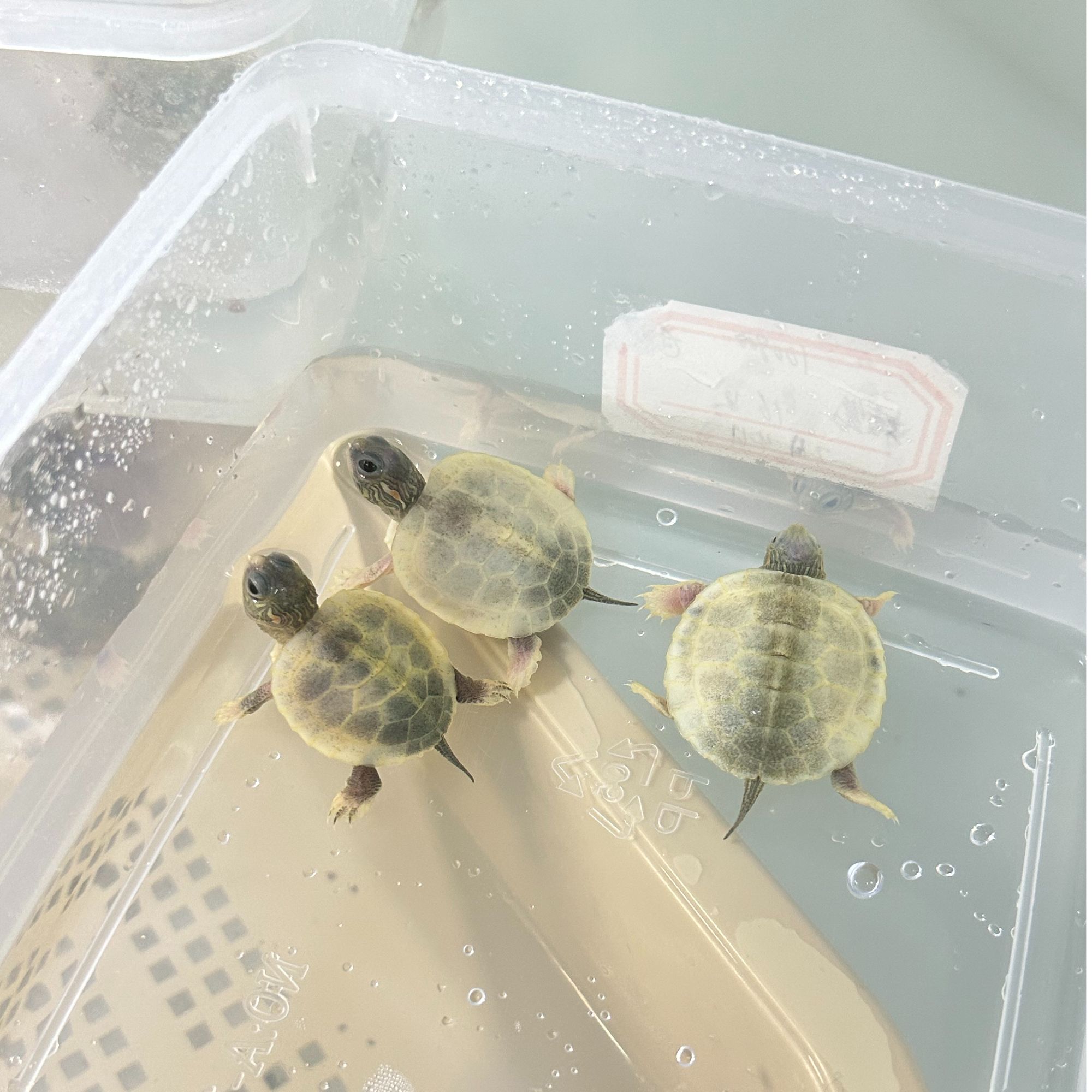 变异巴西观赏龟白巴金粉果冻焦糖粉雪蜡笔青花瓷