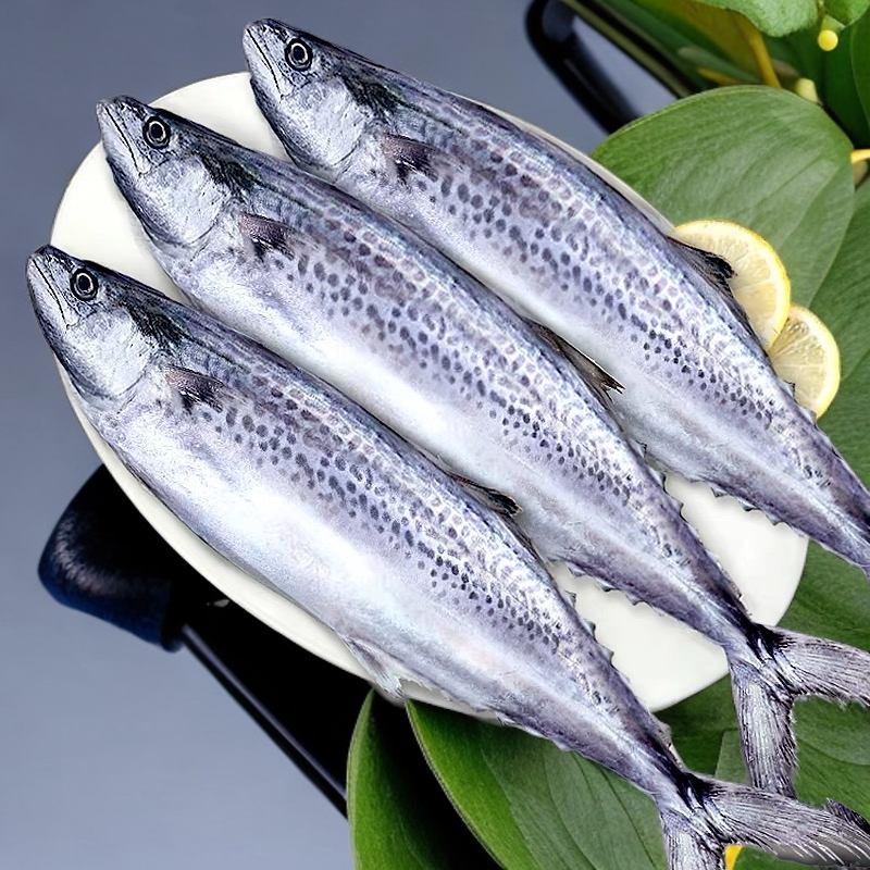 【4斤送1斤】速冻山东威海石岛码头【海捕冷水大鲅鱼】【单条1.5-2斤】