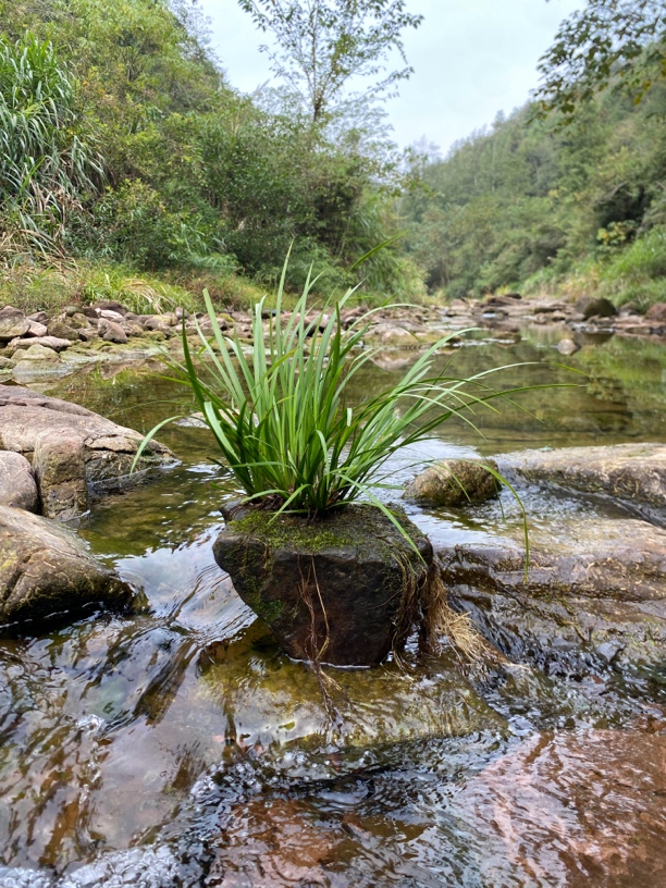 附石菖蒲， 原生附石菖蒲养龟大晒台石头长35厘米宽25厘米高15厘米