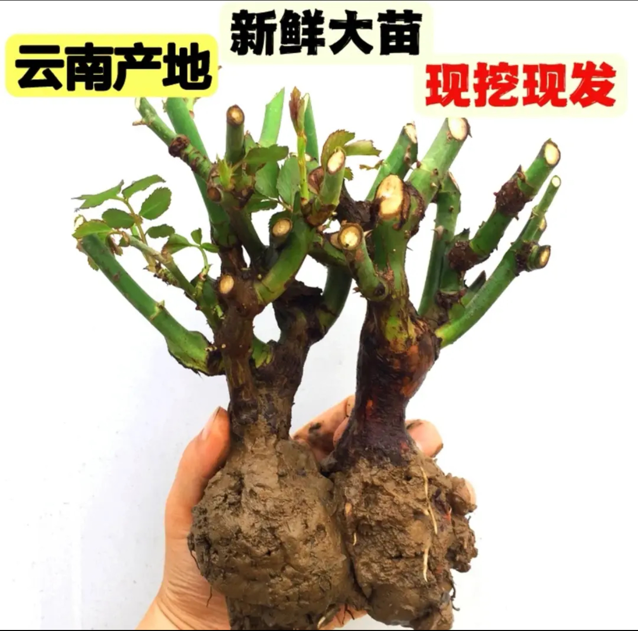 云南昆明基地现挖现发玫瑰月季老桩四季开花浓香型地栽盆栽
