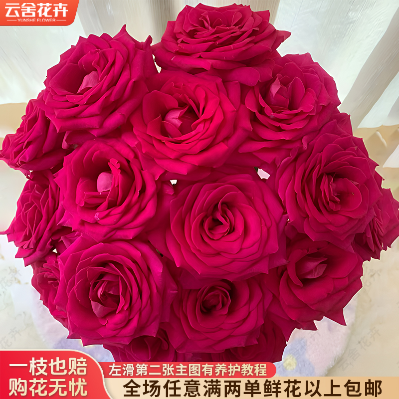 【云舍花卉】【弗洛伊德】单头玫瑰 全场任意满两单及以上包邮