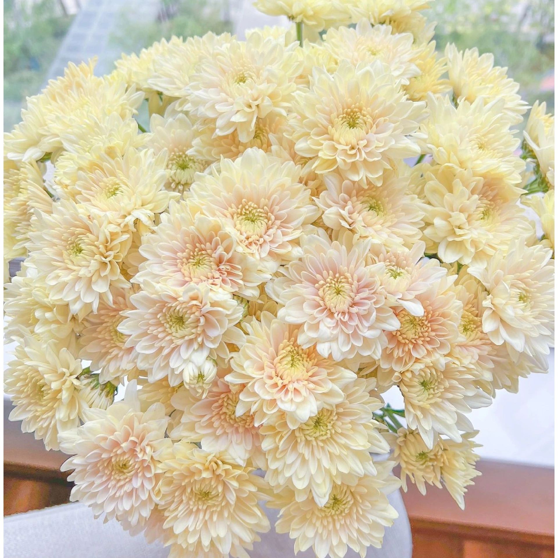  【云舍花卉】【香草沙拉】小菊1扎任意2单或以上包邮鲜花基地直发