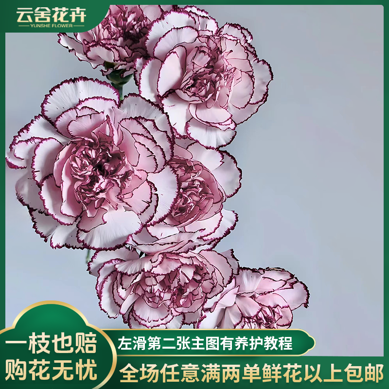 【云舍花卉】【紫精灵】康乃馨全场任意满两单及以上鲜花包邮发货