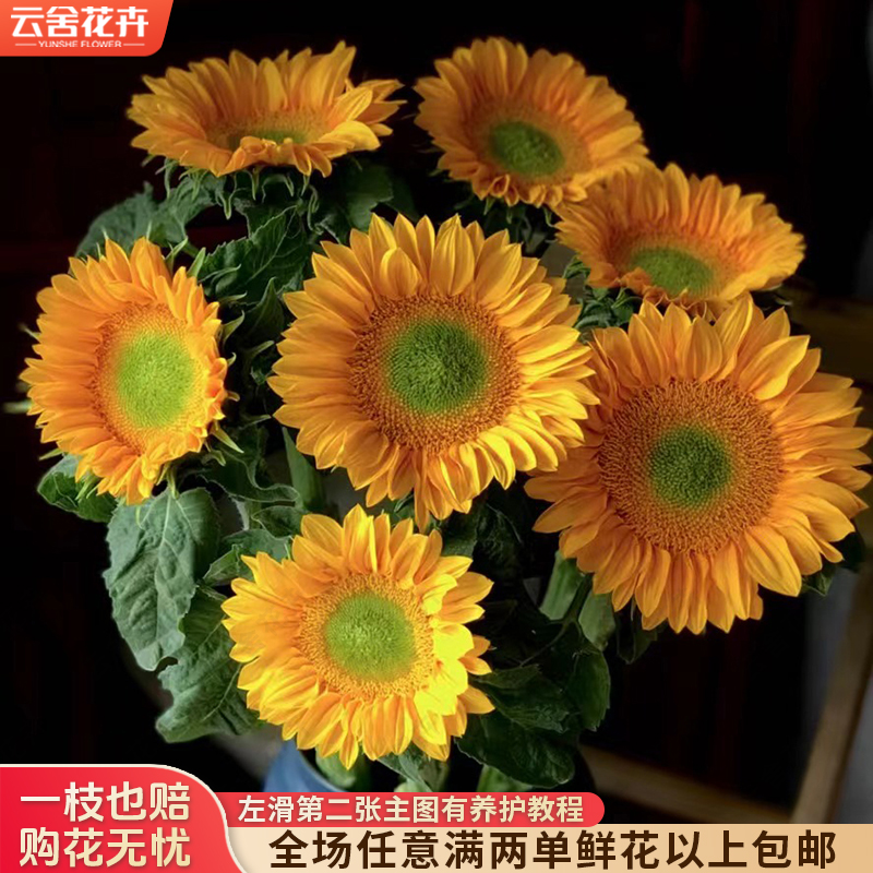 【云舍花卉】【初始花苞小】【绿心】向日葵【不保水】满两单及以上包邮