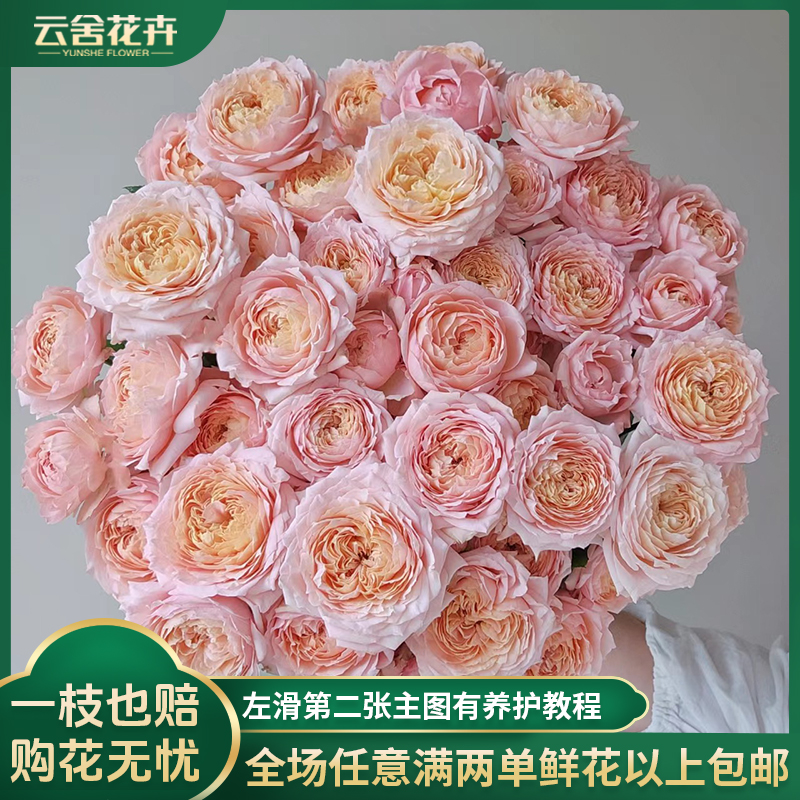 【云舍花卉】【带包装醒花】朱丽叶塔【多头】玫瑰任意两单以上包邮