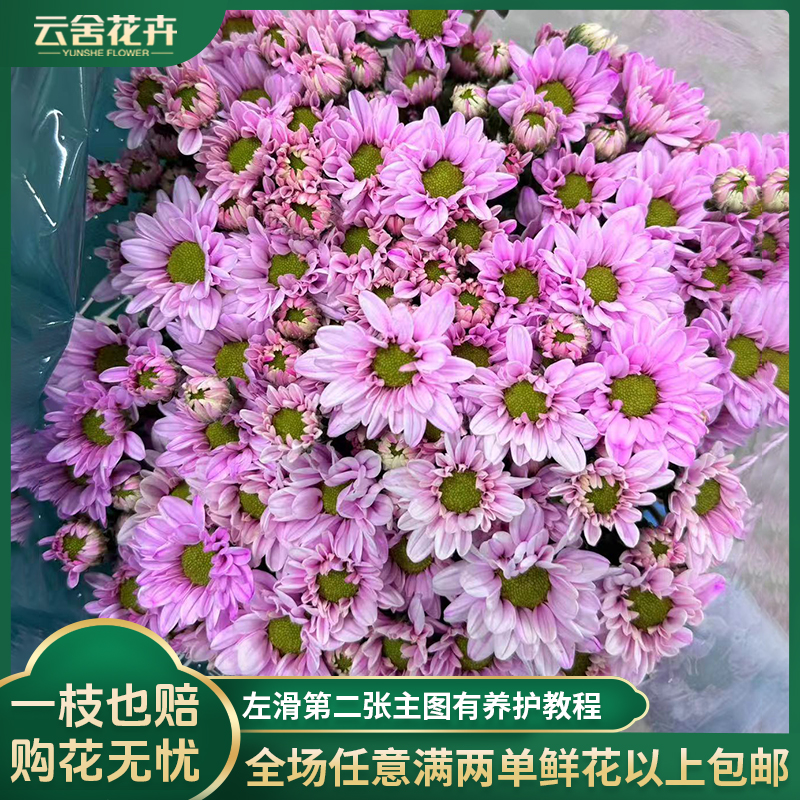 【云舍花卉】【渐变色】【樱花粉】吸色小菊 任意满两单及以上鲜花包邮