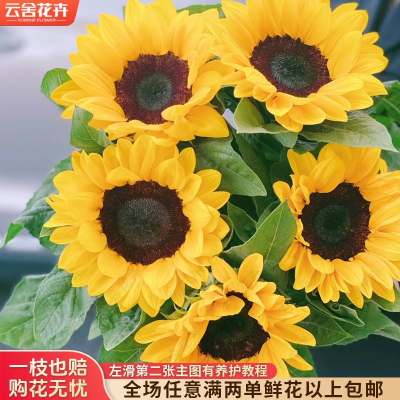 【云舍花卉】【黑心】向日葵【不保水】任意满两单及以上鲜花包邮发货