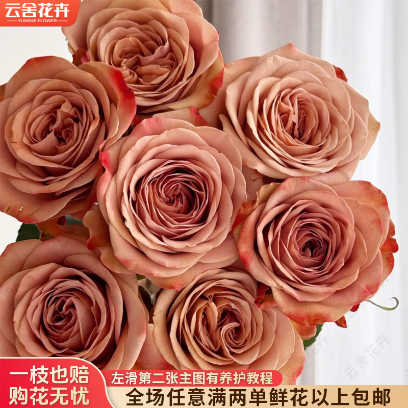 【云舍花卉】【卡布奇诺】单头玫瑰全场任意满两单及以上鲜花包邮发货