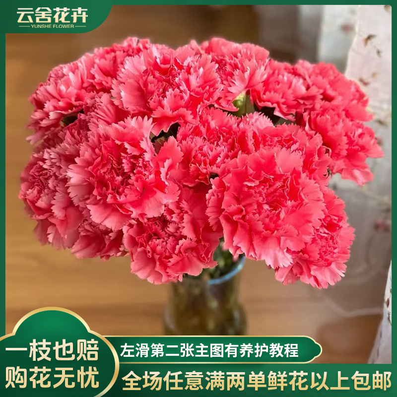 【云舍花卉】【苏菲粉】康乃馨 全场任意满两单及以上鲜花包邮发货