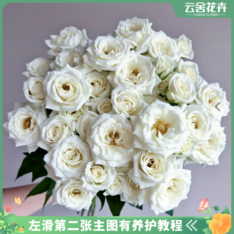 【云舍花卉】60-70cm白泡泡多头玫瑰任意2单或以上包邮