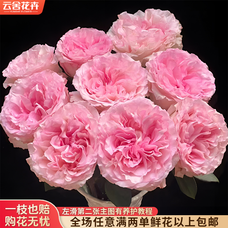 【带包装醒花】【洛神】单头玫瑰 全场任意满两单及以上鲜花包邮