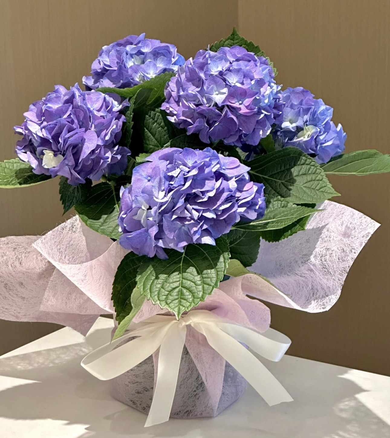 【云舍花卉】紫色绣球盆栽包3个花苞以上(带原盆)发货任意两单包邮
