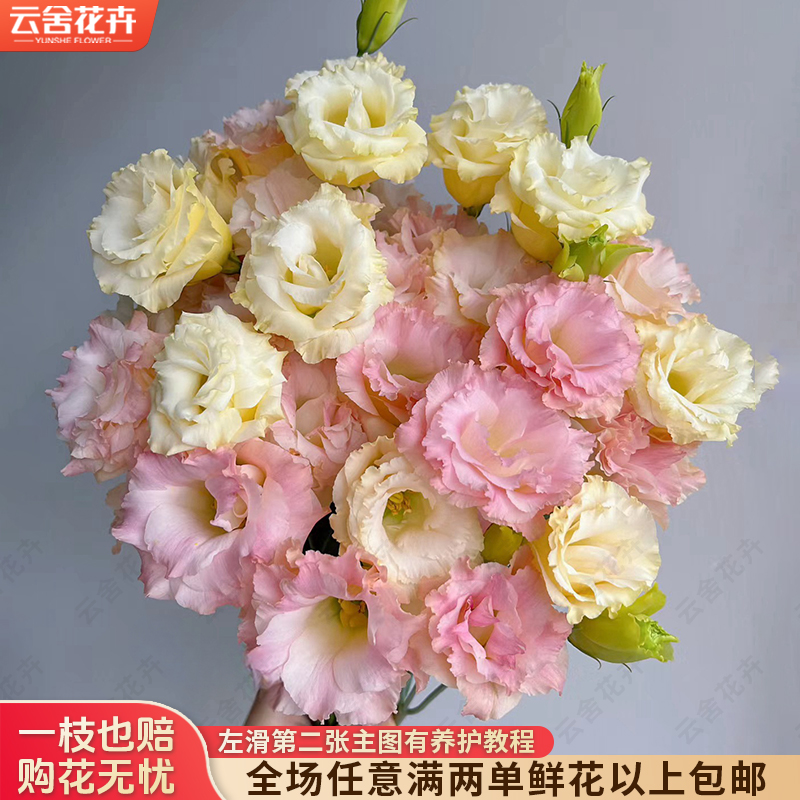 【云舍花卉】【香槟】洋桔梗 全场任意满两单及以上鲜花包邮发货
