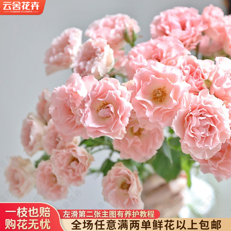 【云舍花卉】【人鱼公主】多头玫瑰全场任意满两单及以上鲜花包邮发货