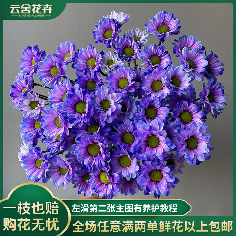 【云舍花卉】【渐变色】【极光】吸色小菊全场任意满两单及以上鲜花包邮