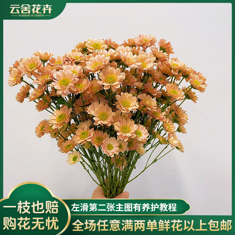 【云舍花卉】【香槟】小菊1扎任意2单或以上包邮鲜花