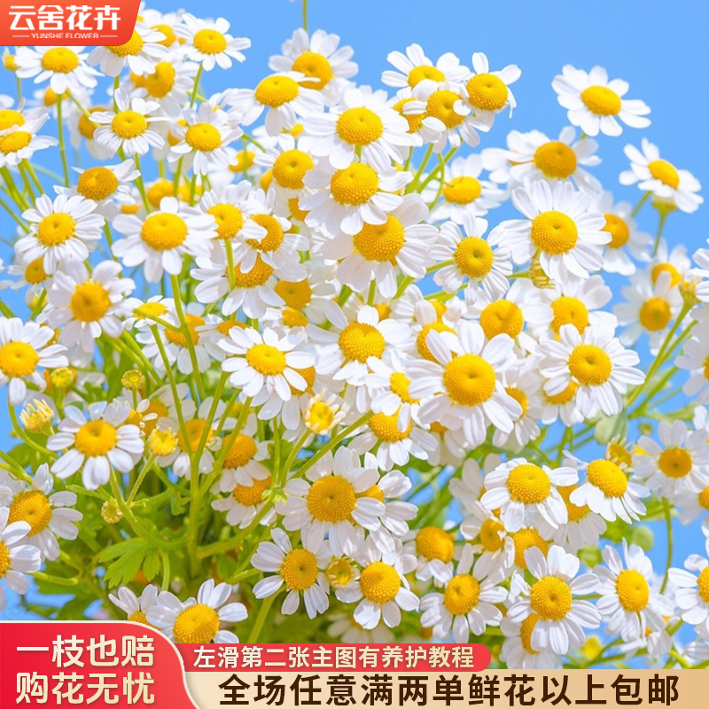  【云舍花卉】【洋甘菊】 全场任意满两单及以上鲜花包邮