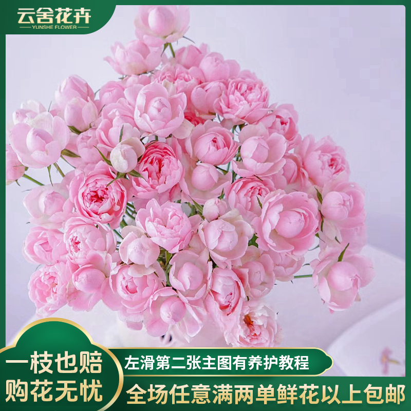 【云舍花卉】【午夜七星】多头玫瑰 全场任意满两单及以上鲜花包邮