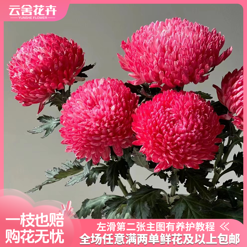 【云舍花卉】【吸色鲑鱼粉】牡丹菊任意两单或以上包邮