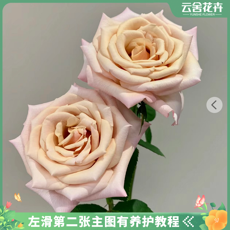 【云舍花卉】微光单头玫瑰任意两单以上包邮发货