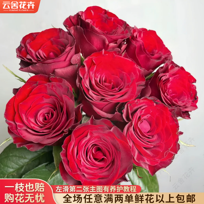 【云舍花卉】【高原红】单头玫瑰 全场任意满两单及以上鲜花包邮