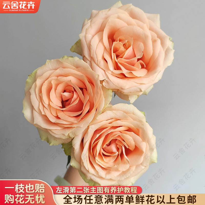 【云舍花卉】【方德中小型花苞】【嘉荷】【胭脂】单头玫瑰【不保水】