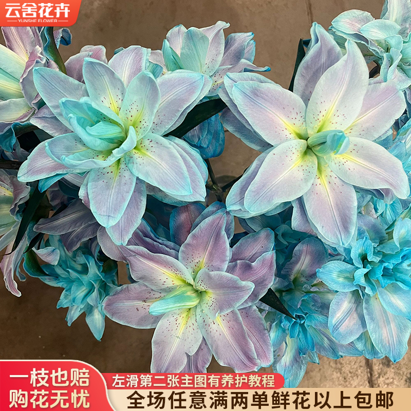 【云舍花卉】【梦境】重瓣百合【莲花之境吸色】任意满两单及以上包邮