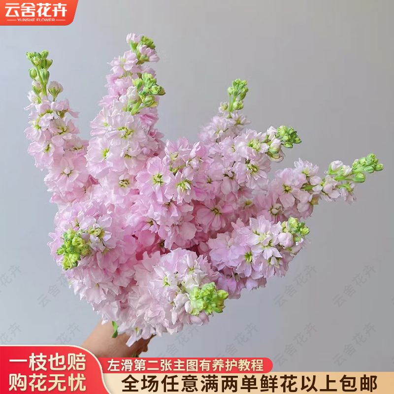 【云舍花卉】【粉色】紫罗兰 全场任意满两单及以上鲜花包邮发货