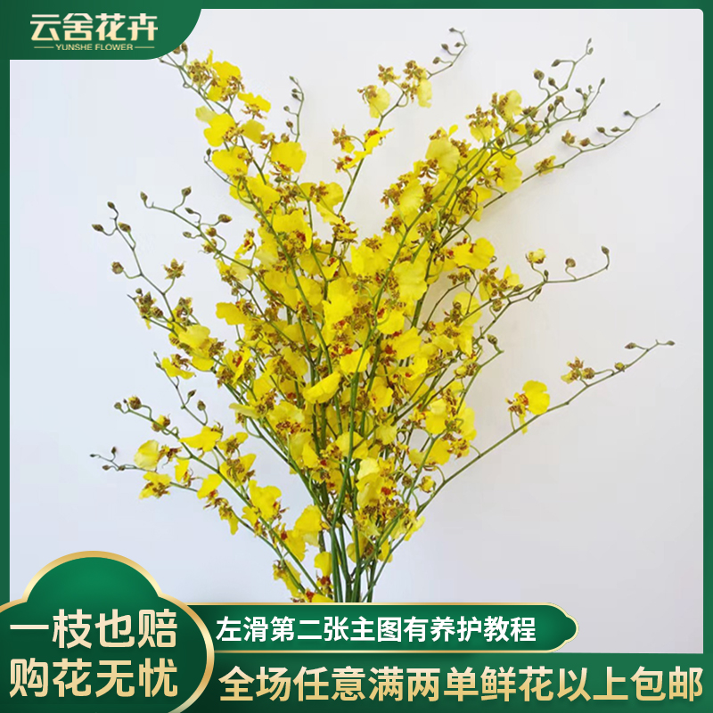 【云舍花卉】【红心】跳舞兰（文心兰） 任意满两单及以上鲜花包邮