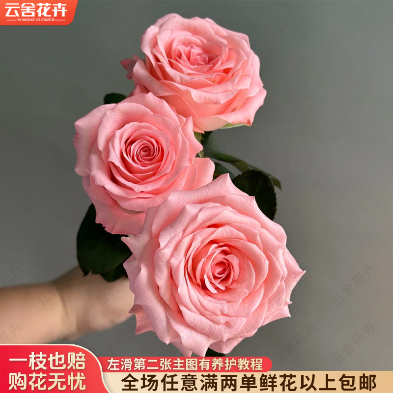 【云舍花卉】【戴安娜】单头玫瑰全场任意满两单及以上鲜花包邮