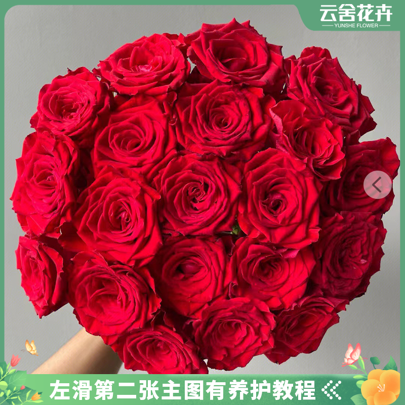 【云舍花卉】珍爱单头玫瑰任意任意两单以上包邮发货鲜切花