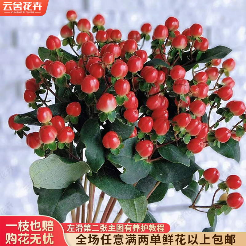 【云舍花卉】【红豆】【王维诗里的相思】全场任意满两单及以上鲜花包邮