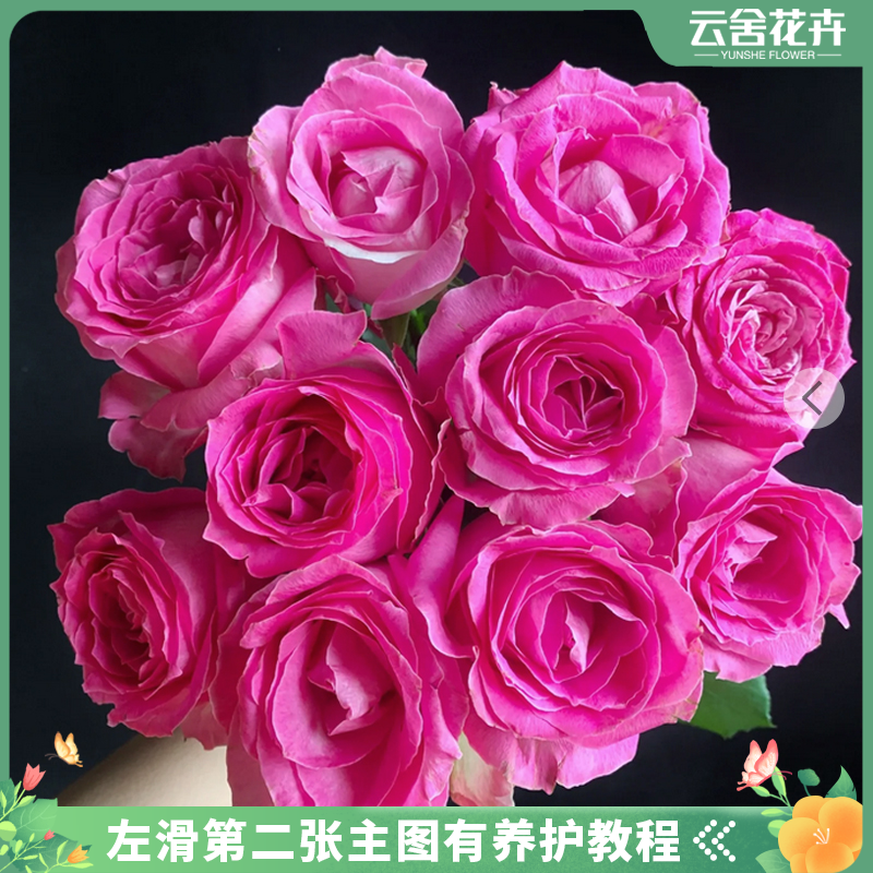 【方德中小型花苞】75A-80A【嘉禾】糖果雪山玫瑰10支【不保水】任意2单