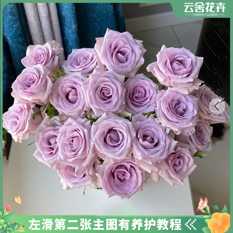 星花怒放【云舍花卉】冬日恋歌单头玫瑰两单或以上包邮鲜切花